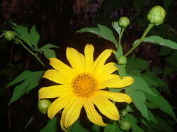 Image de Tournesol mexicain