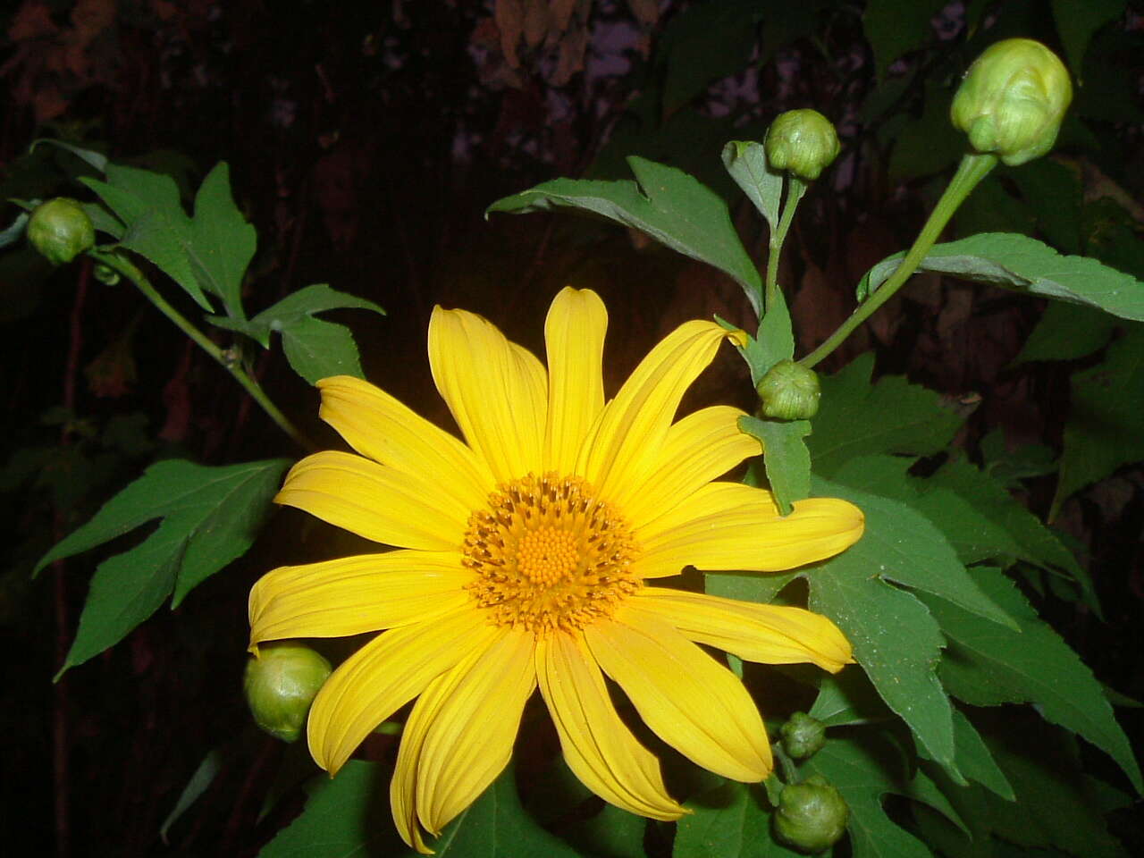 صورة Tithonia diversifolia (Hemsl.) A. Gray