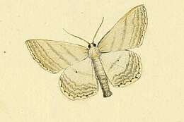 Image of Scopula umbelaria Hübner (1809)
