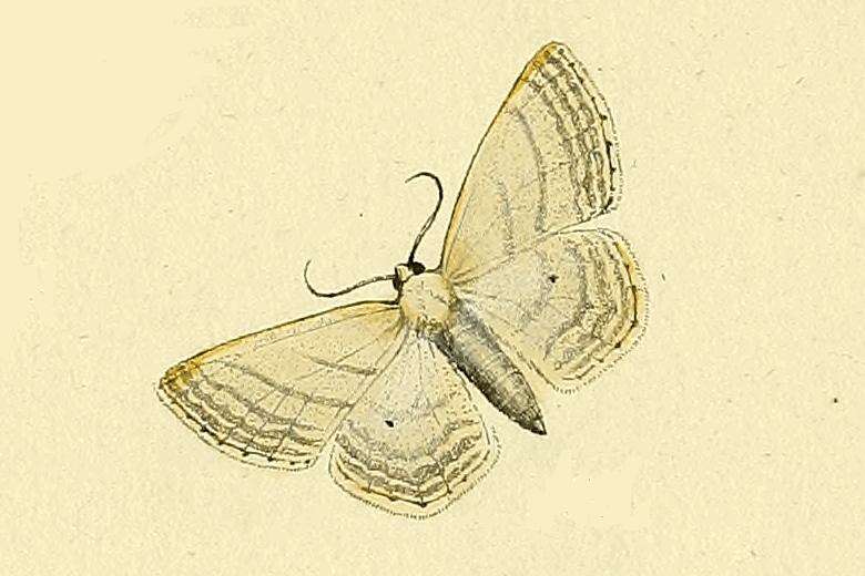 Image of Scopula umbelaria Hübner (1809)