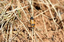 Image of Apalus bimaculatus