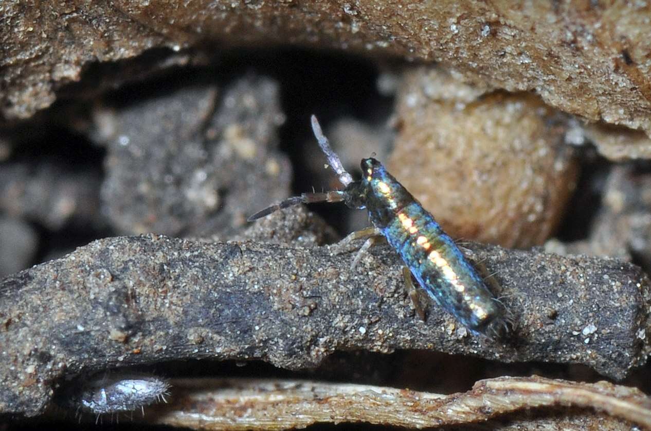 Image of Lepidocyrtus (Lepidocyrtus) paradoxus Uzel 1890