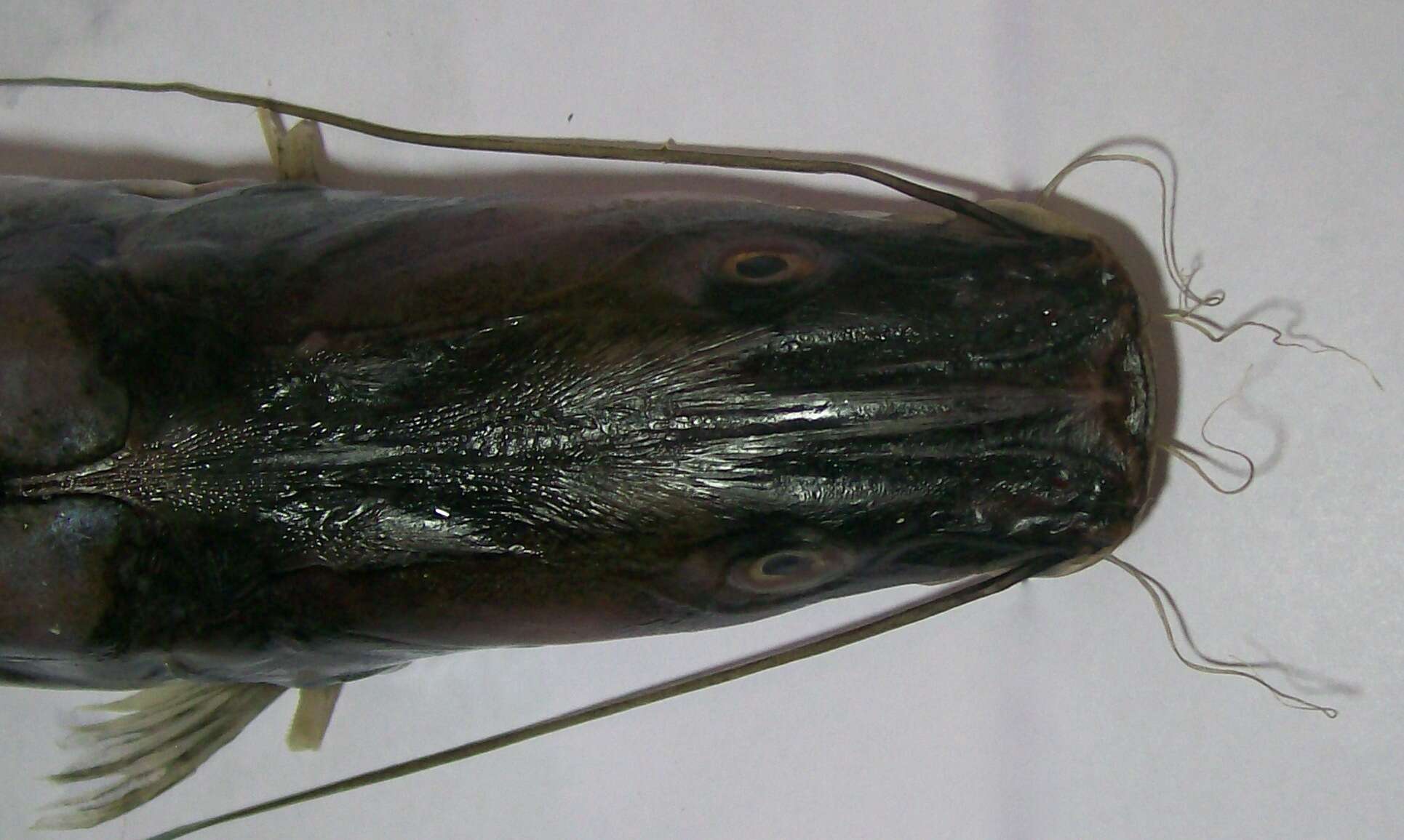 Image of Giant river catfish