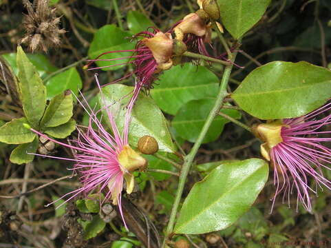 Image de Capparis zeylanica L.