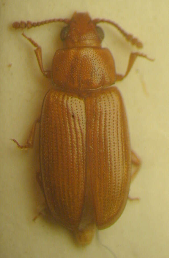 Image of Pharaxonotha floridana (Casey 1890)