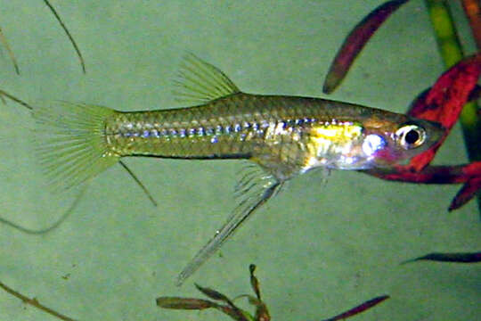 Image of Goldbelly Topminnow