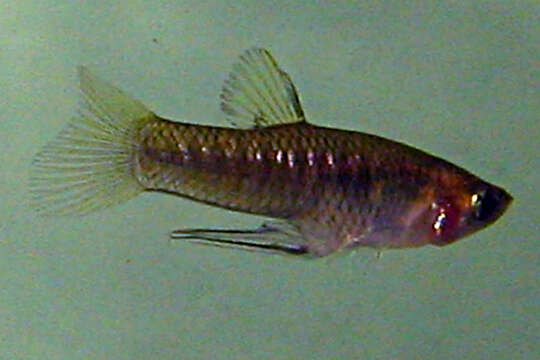 Image of Metallic Topminnow