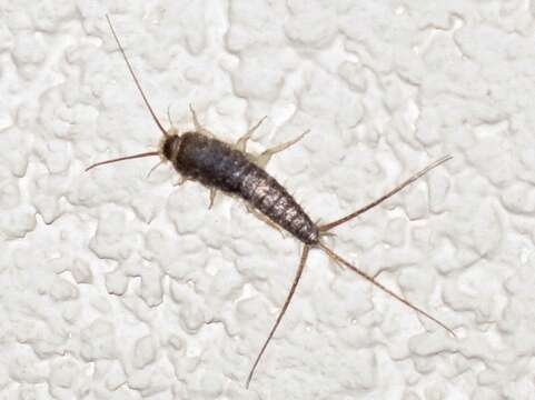 Image of Silverfish