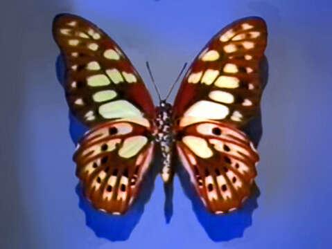 Graphium cyrnus (Boisduval 1836) resmi