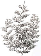 Imagem de Sertularia argentea Linnaeus 1758