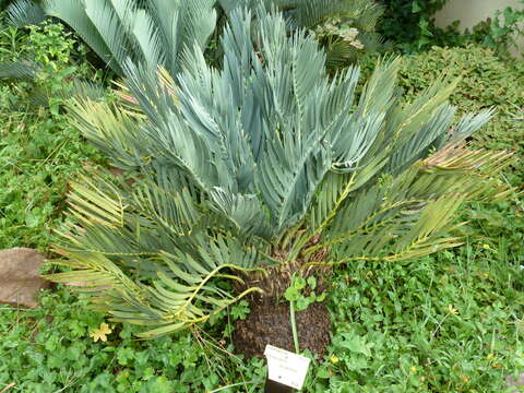 Image of Cycad