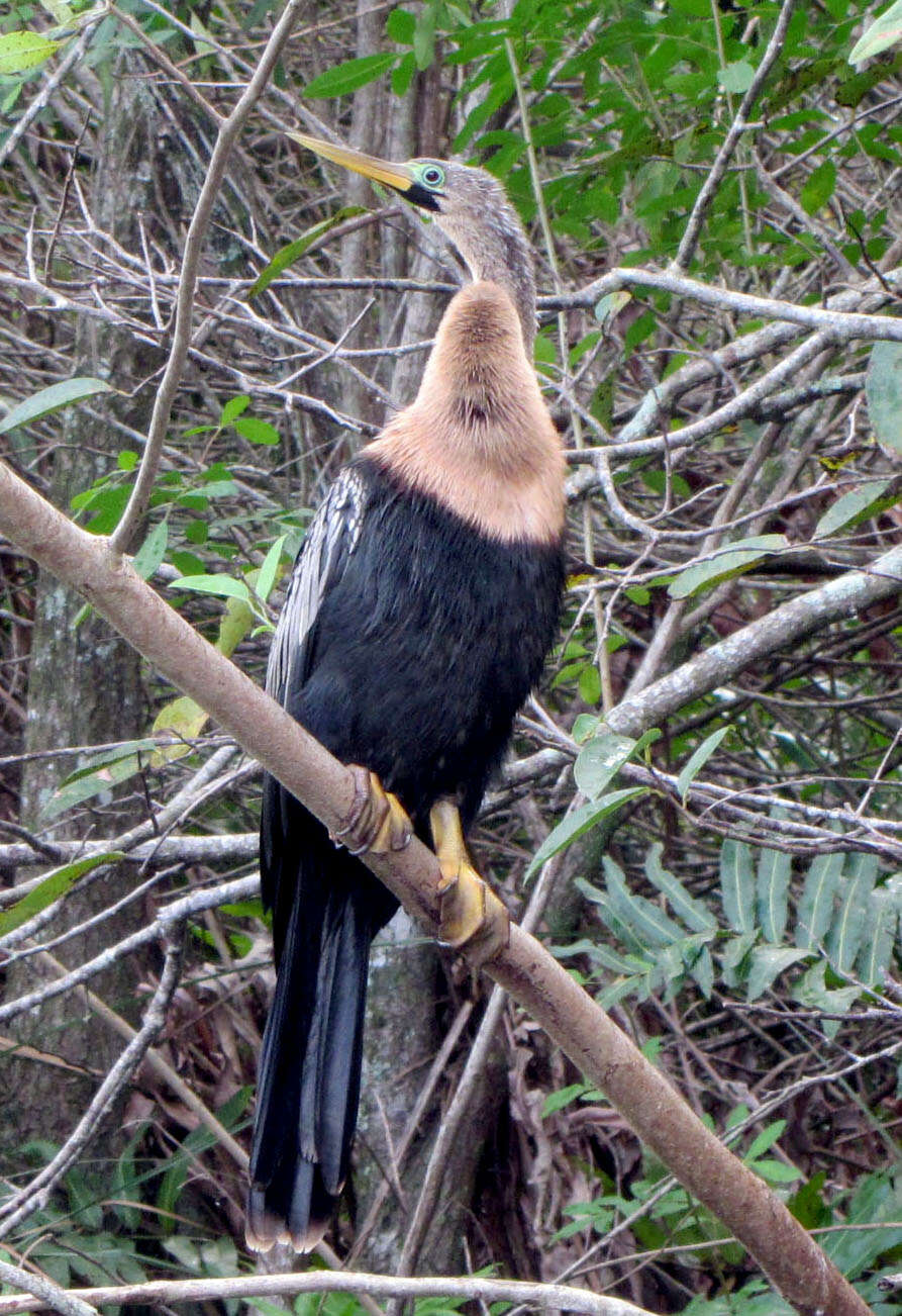 Image de Anhingidae