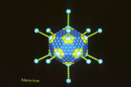 Image of adenovirus