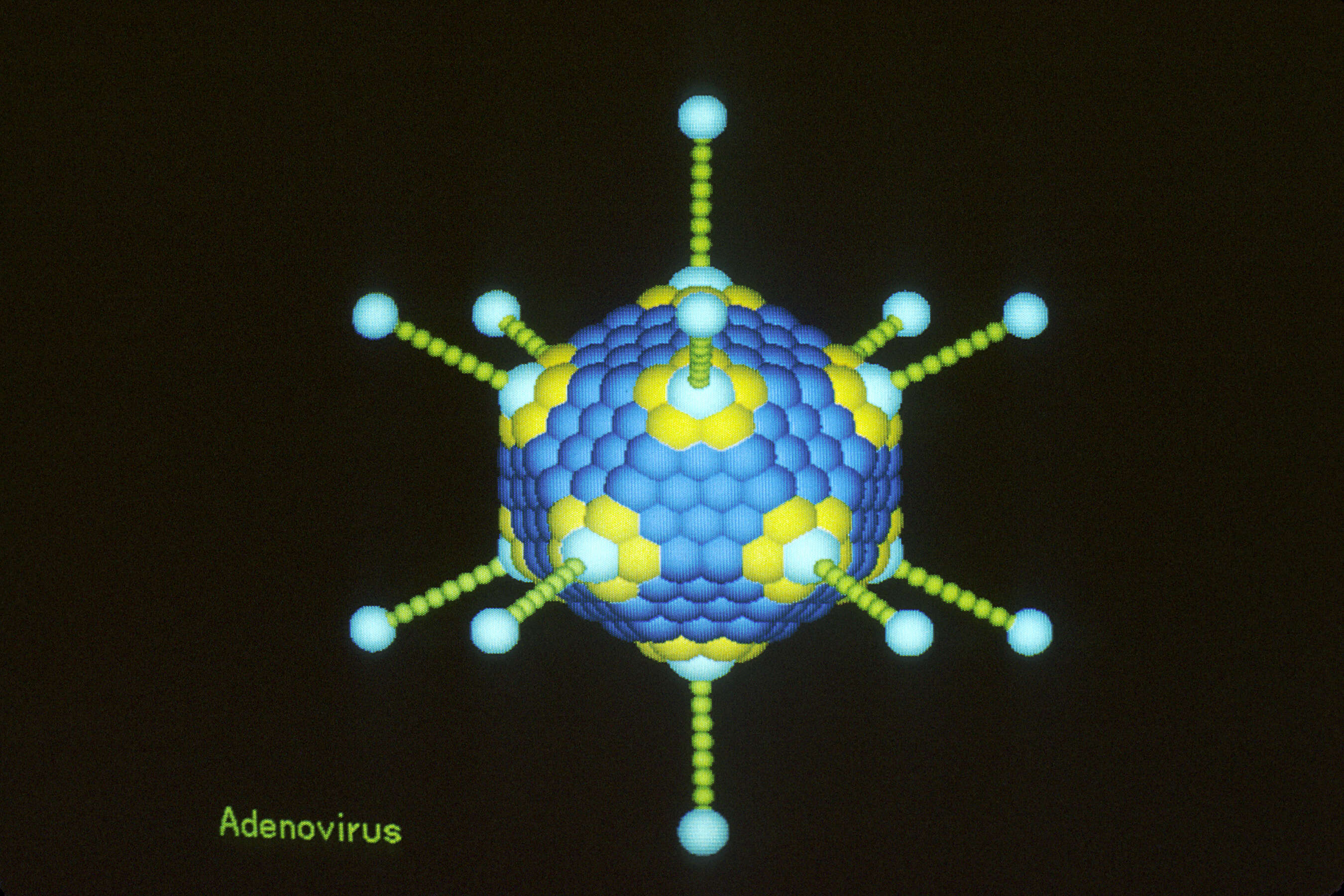 Image of adenovirus