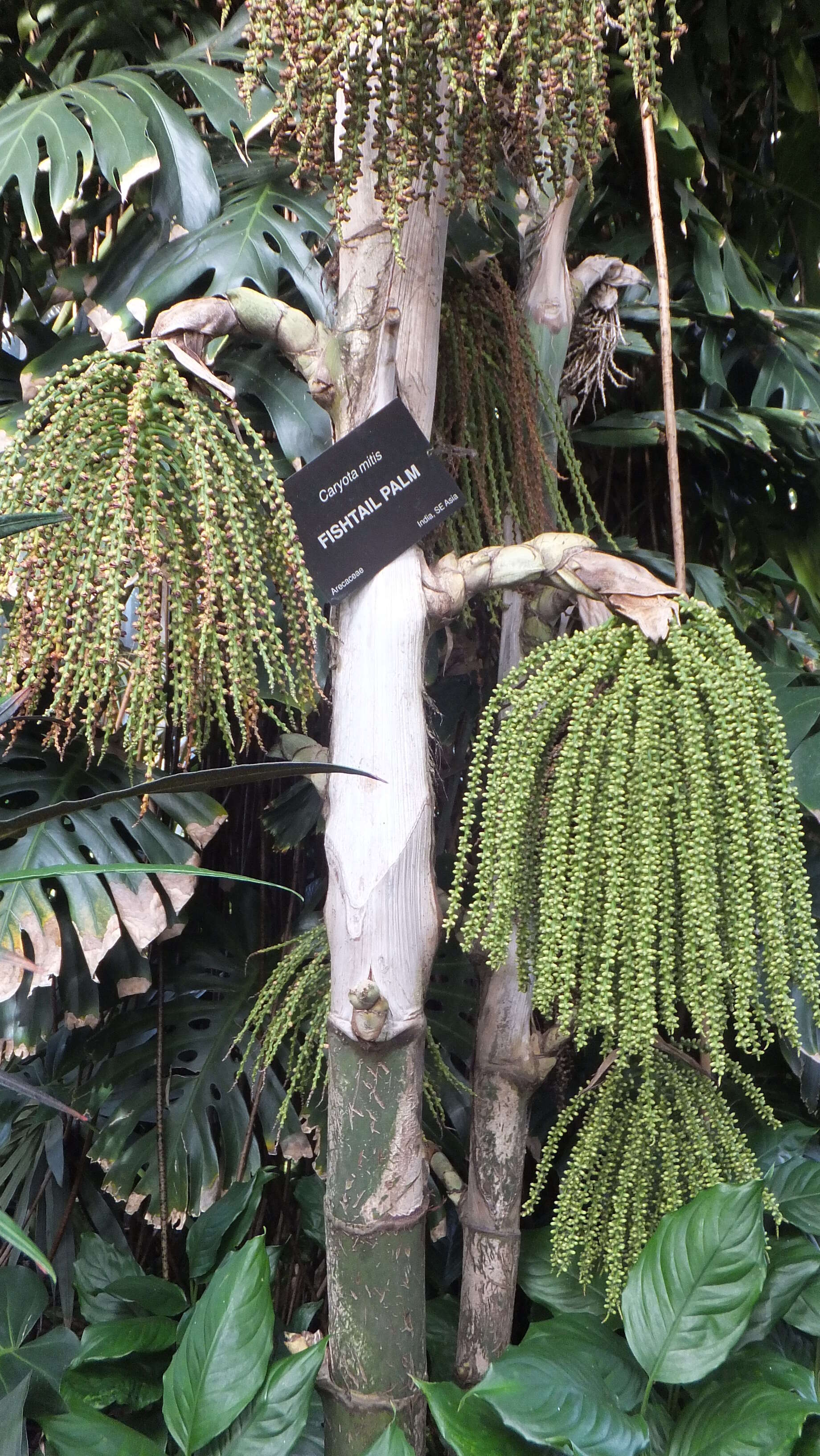 Image of Burmese fishtail palm