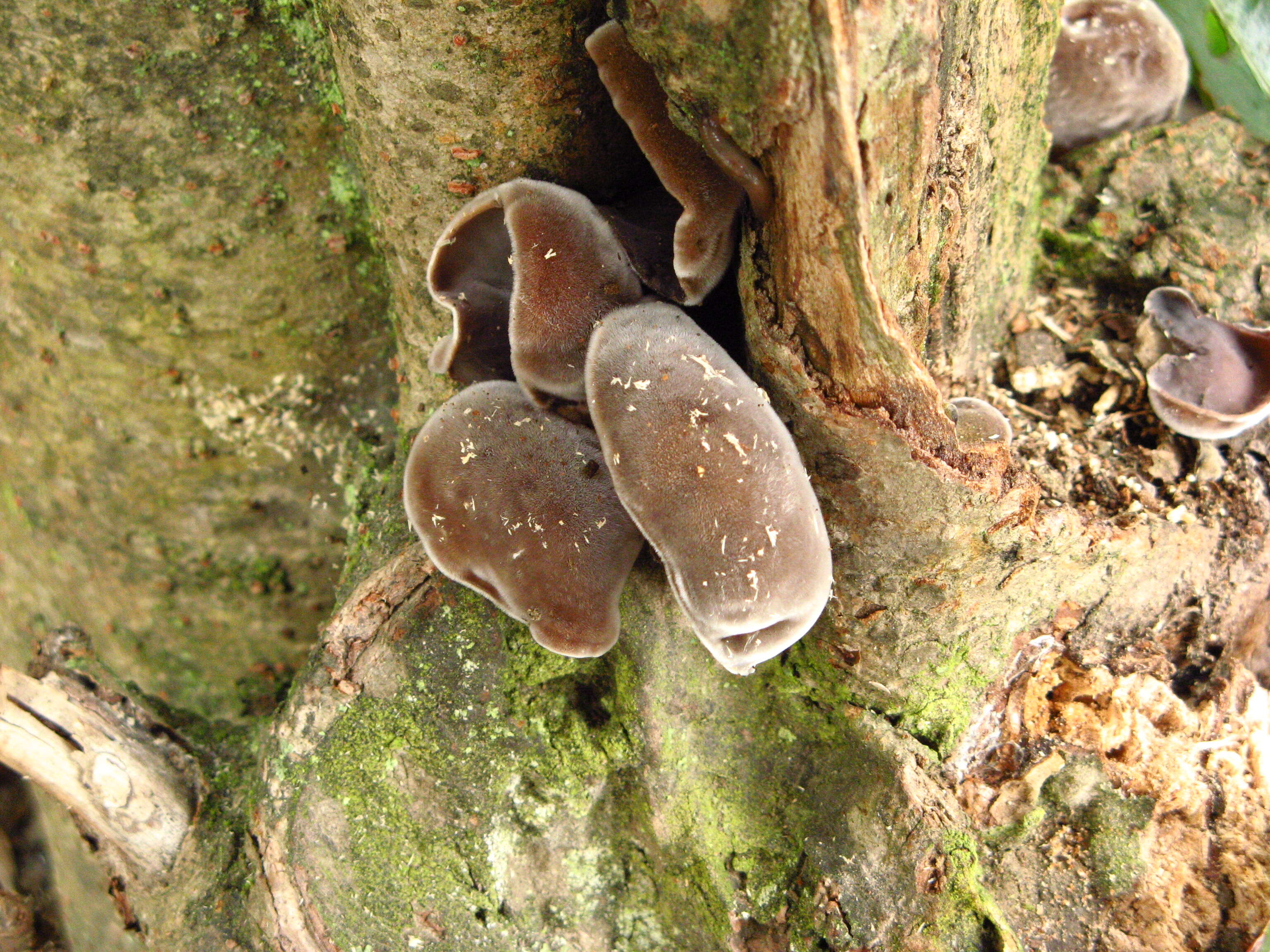 Image of Auricularia nigricans (Sw.) Birkebak, Looney & Sánchez-García 2013