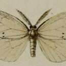 Image of Pirgula atrinotata Butler 1896