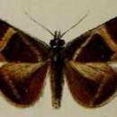 Image of Fodina johnstoni Butler 1896