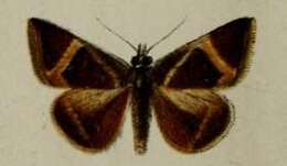 Image of Fodina johnstoni Butler 1896