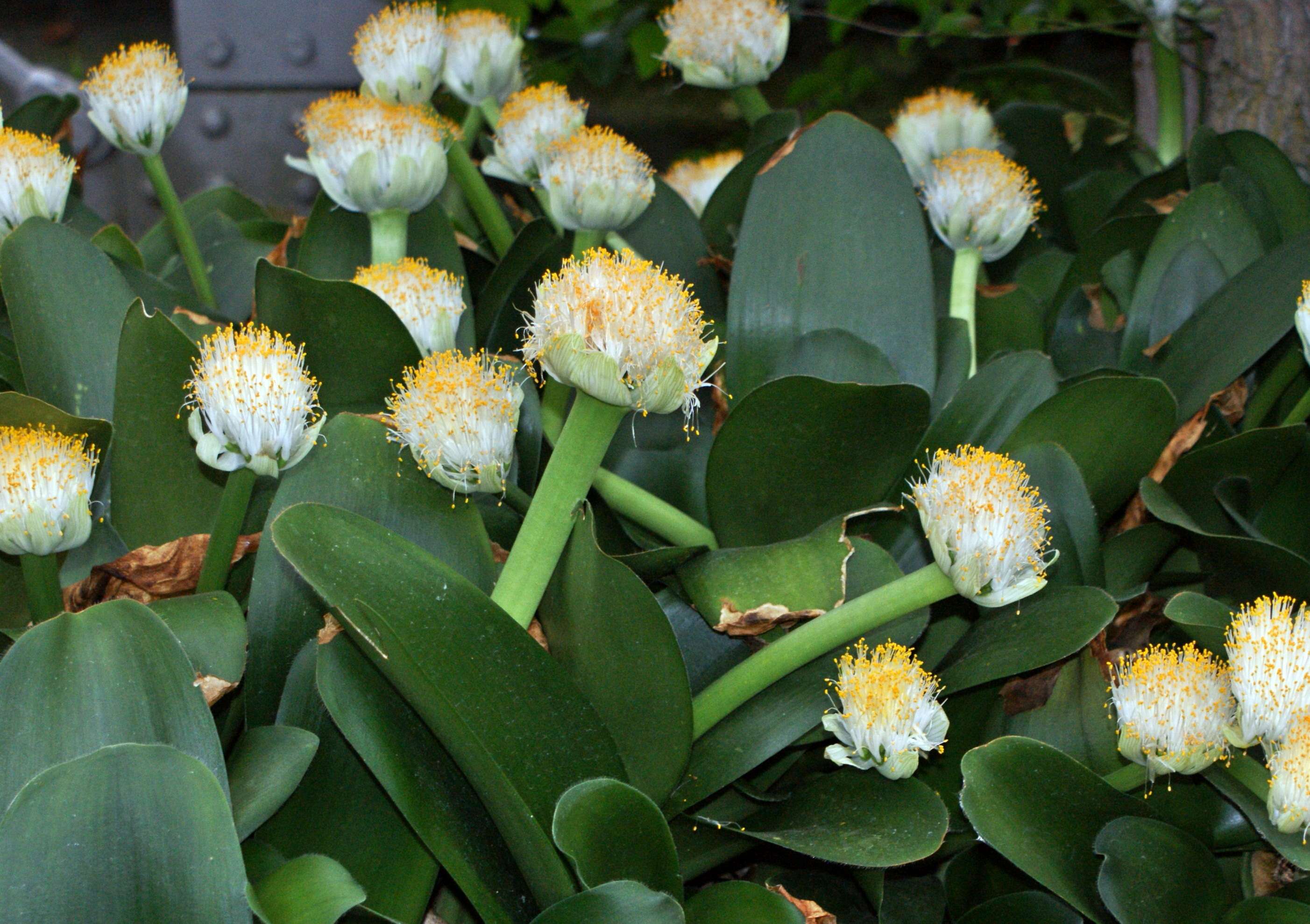 Imagem de Haemanthus albiflos Jacq.