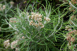 Image of Cassinia tenuifolia Benth.