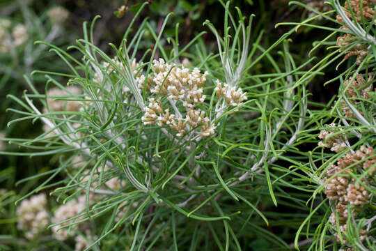 Plancia ëd Cassinia tenuifolia Benth.