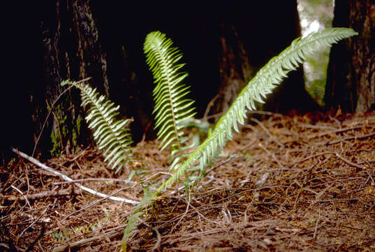 Image of western swordfern