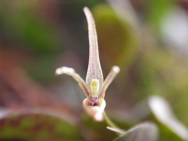 Image of Acianthera duartei (Hoehne) Pridgeon & M. W. Chase