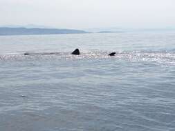 Image of whale sharks