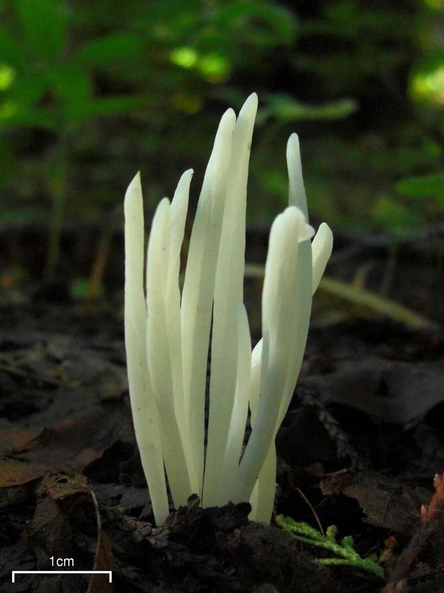 Image of Fairy fingers