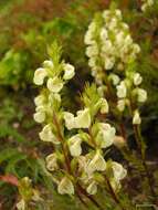 Image of coiled lousewort