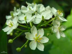 Image of American umbrellaleaf