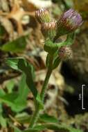 Plancia ëd Erigeron pulchellus Michx.