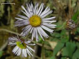 Plancia ëd Erigeron pulchellus Michx.