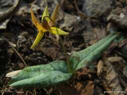 Image of dimpled troutlily