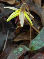 Image of dimpled troutlily