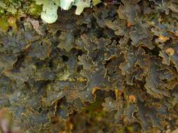 Image of Yellow specklebelly lichen