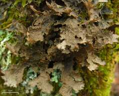 Image of Yellow specklebelly lichen