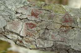 Image of Bloodspot lichens