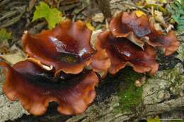 Image of black-footed polypore