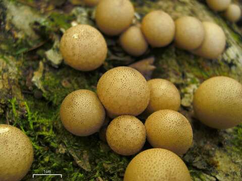 Imagem de Lycoperdon pyriforme Schaeff. 1774