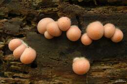 Image of Lycogala epidendrum