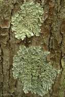 Image of Common greenshield lichen