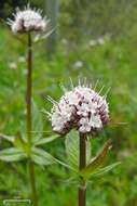 Image of Mountain Heliotrope