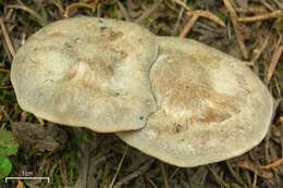 Image of Clitocybe glacialis Redhead, Ammirati, Norvell & M. T. Seidl 2000