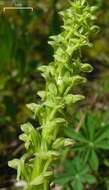 Image of Slender bog orchid