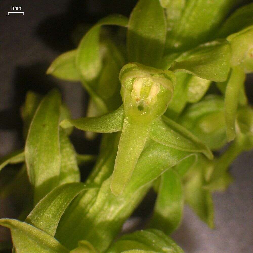 Image of Slender bog orchid