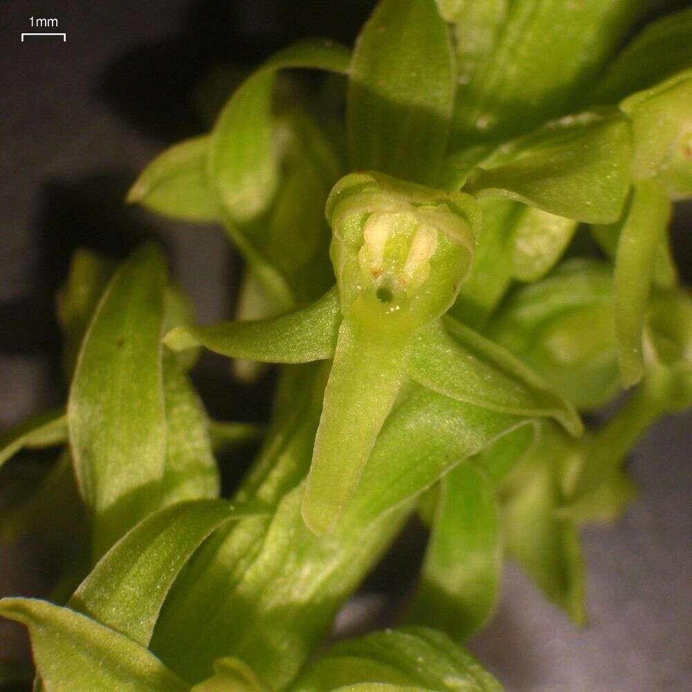 Слика од Platanthera stricta Lindl.