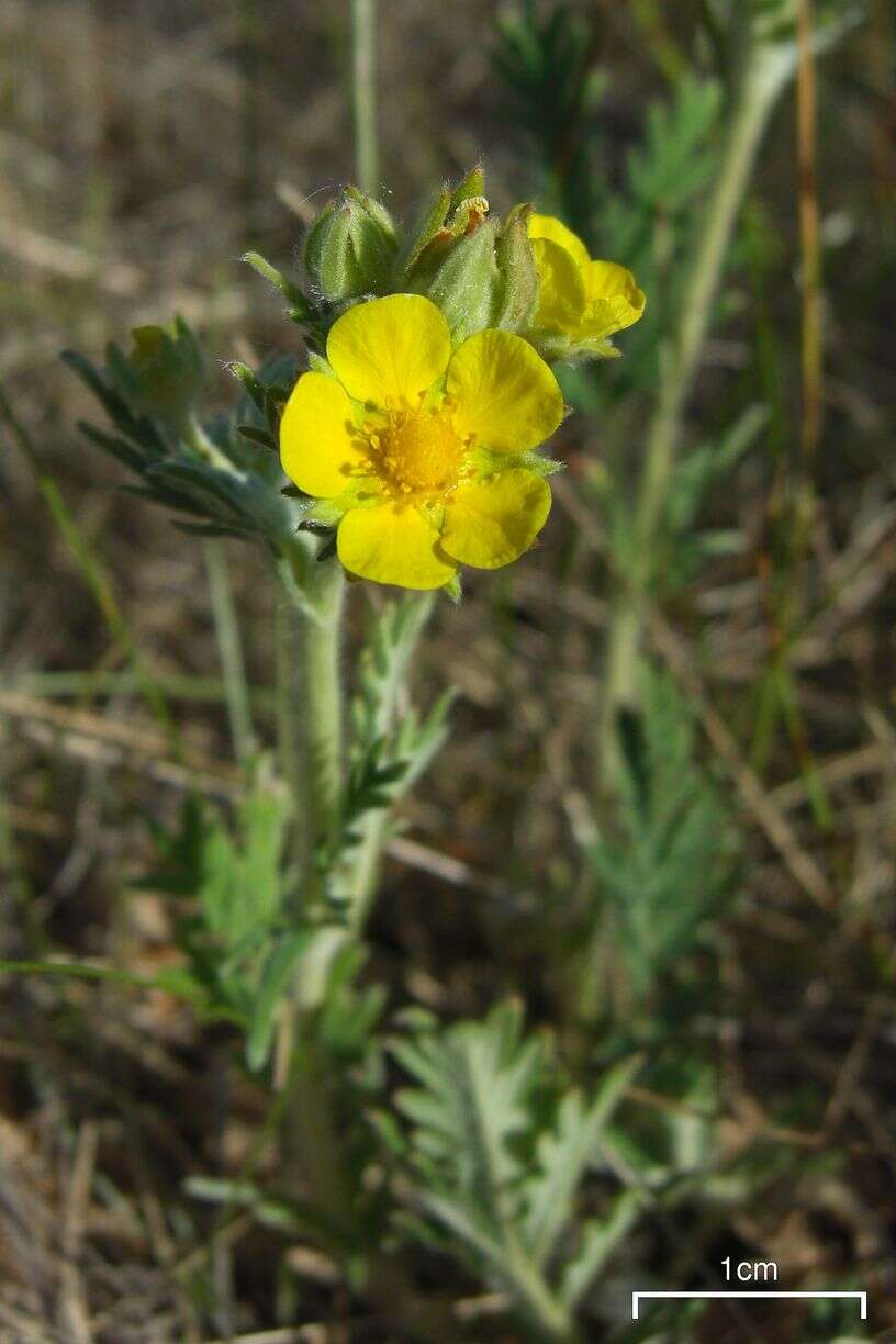 Image of woolly cinquefoil