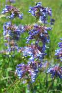 Image of littleflower penstemon